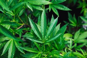 Photo marijuana plant